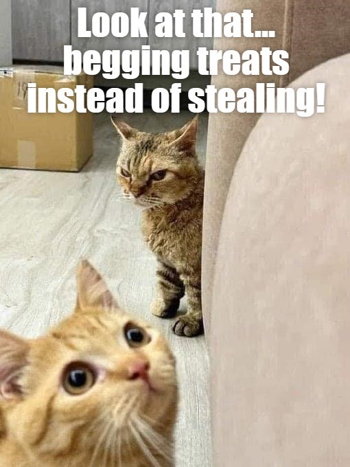 Traitor! Lolcats lol cat memes funny cats funny cat pictures with words on them