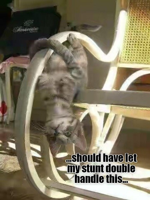 I've made a terrible mistake" Lolcats lol cat memes funny cats