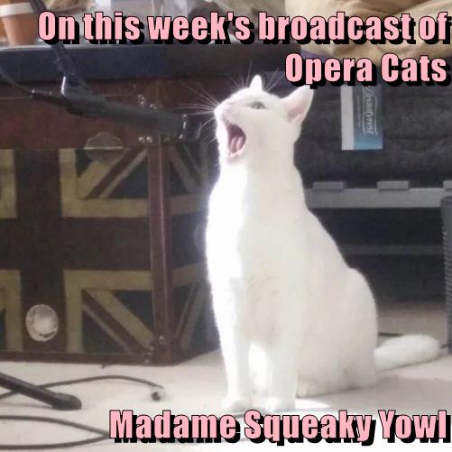 Is there a mute button? Lolcats lol cat memes funny cats