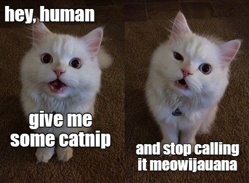 nip by any other name... - Lolcats - lol | cat memes | funny cats ...