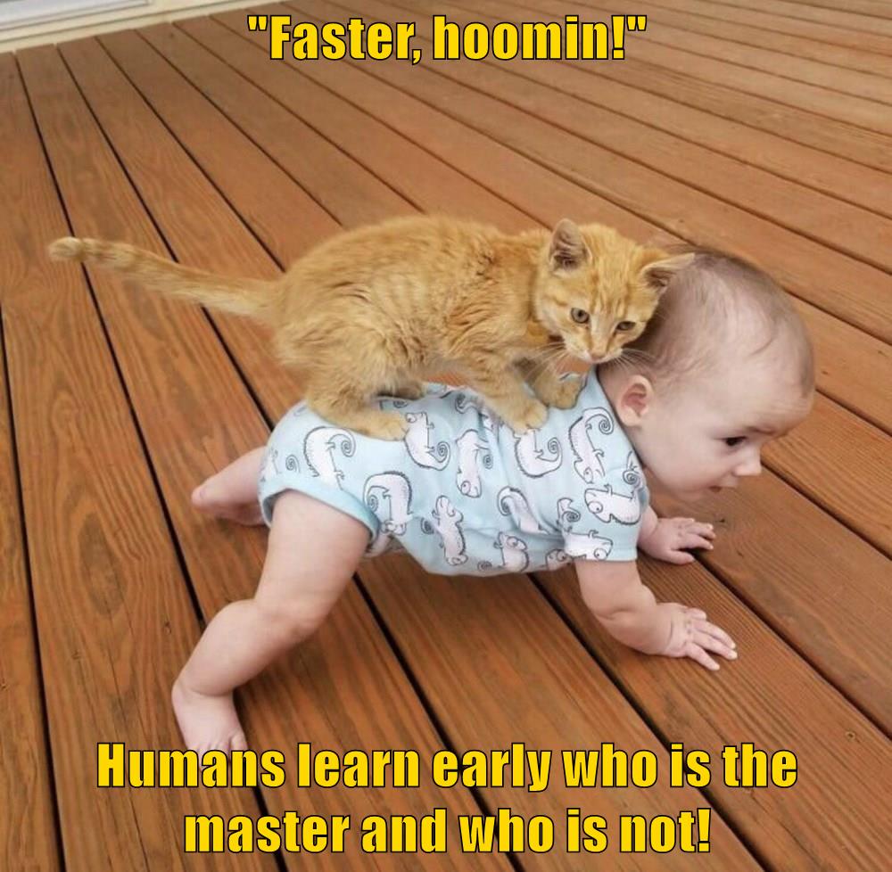 Gotta teach 'em early Lolcats lol cat memes funny cats funny cat pictures with words