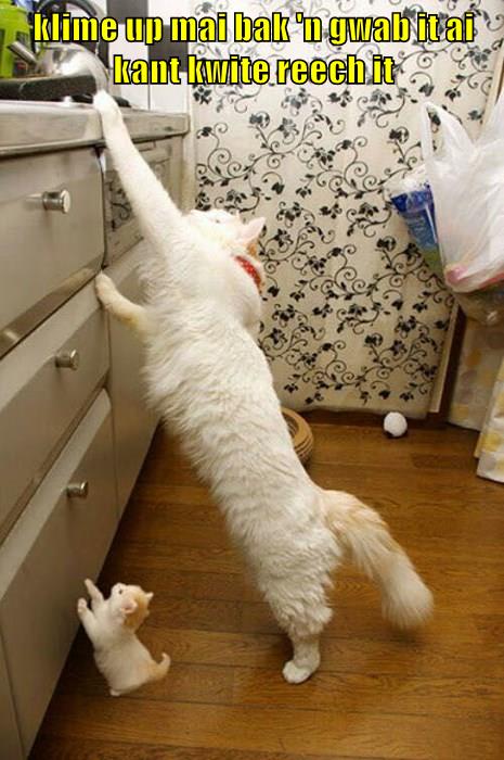 Teamwork makes the dream work - Lolcats - lol | cat memes | funny cats | funny  cat pictures with words on them | funny pictures | lol cat memes | lol cats
