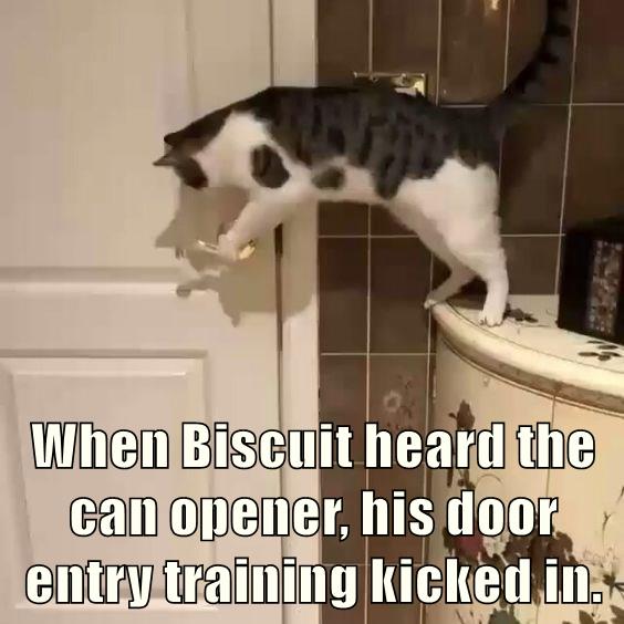 Biscuit will do anything for freshly opened tuna - Lolcats - lol | cat ...