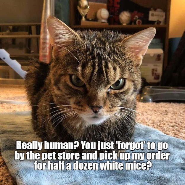 You just 'forgot'? - Lolcats - lol | cat memes | funny cats | funny cat ...