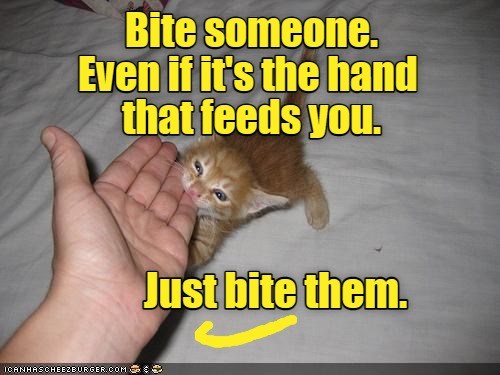 just-mew-it-lolcats-lol-cat-memes-funny-cats-funny-cat