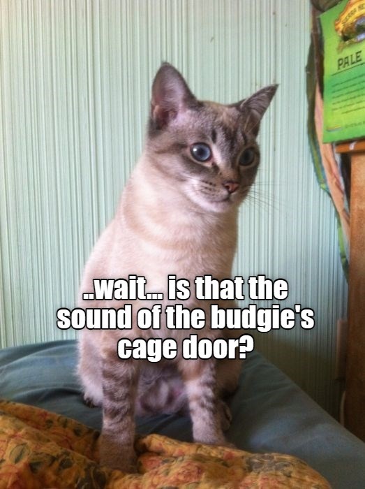 ..wait... is that the sound of the budgie's cage door? Lolcats lol cat memes funny cats