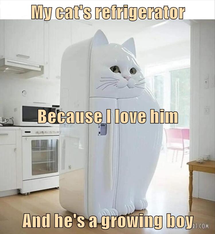 Does this cat make my refrigerator look fat? Lolcats lol cat