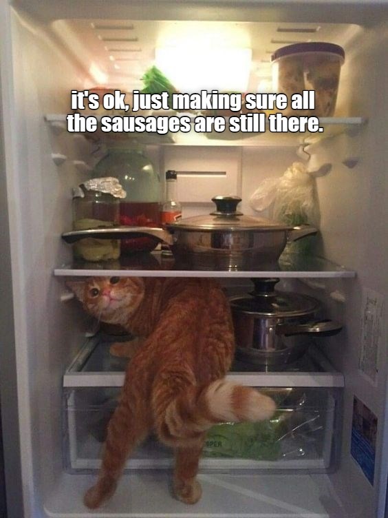 You can thank me now - Lolcats - lol | cat memes | funny cats | funny ...