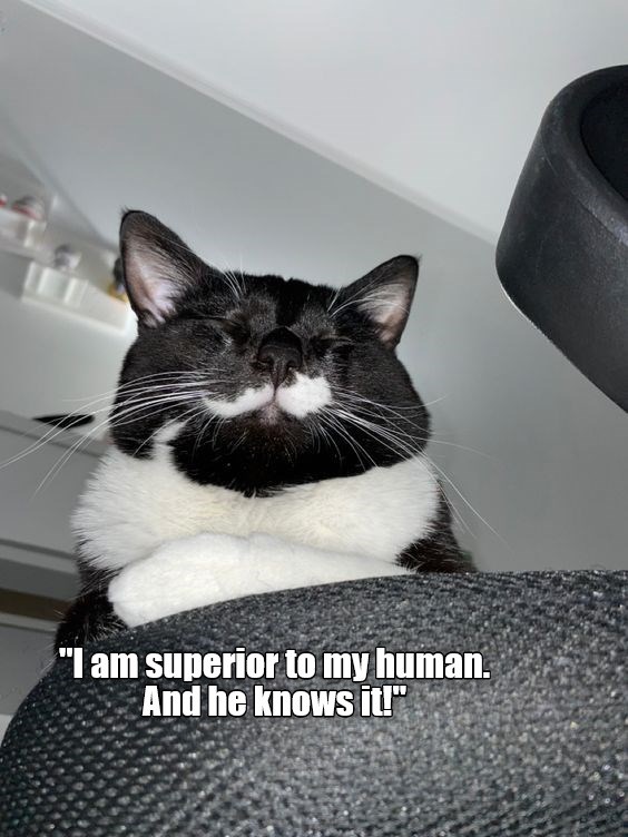 A very confident kittie.. aifinkso Lolcats lol cat memes funny