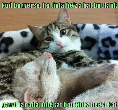 Tank gawd - Lolcats - lol | cat memes | funny cats | funny cat pictures ...