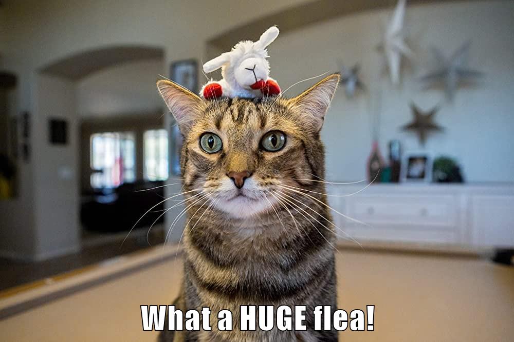 Get the extrastrength shampoo Lolcats lol cat memes funny cats