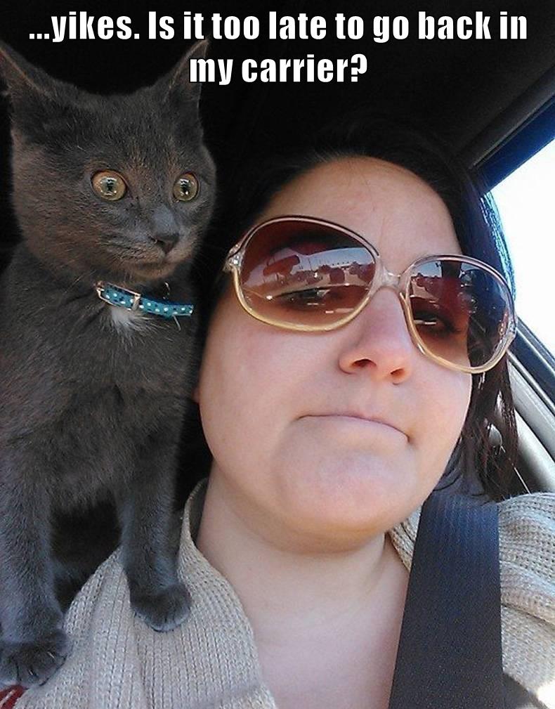 Eyes on the road! - Lolcats - lol | cat memes | funny cats | funny cat ...