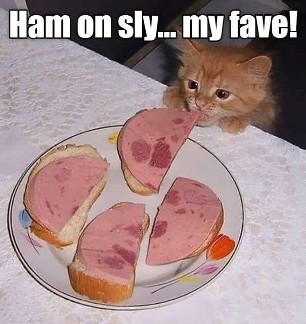 to the deli... Lolcats lol cat memes funny cats funny cat pictures with words