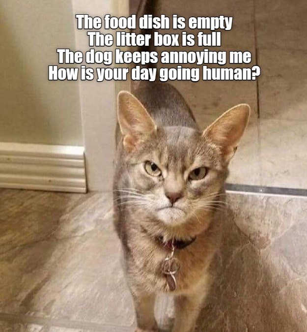 He's with the Complaints Department - Lolcats - lol | cat memes | funny ...