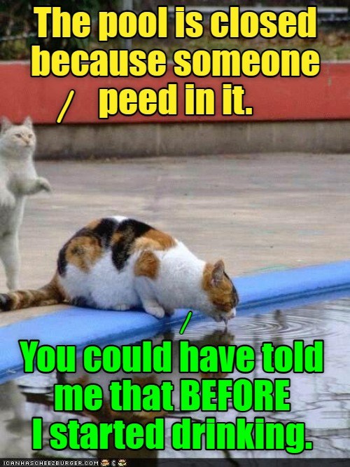 Why Thank You Lolcats Lol Cat Memes Funny Cats