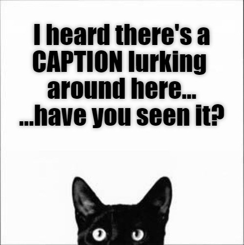 We're right here Lolcats lol cat memes funny cats funny cat