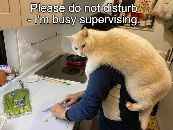 SUPERvising. - Lolcats - lol | cat memes | funny cats | funny cat ...
