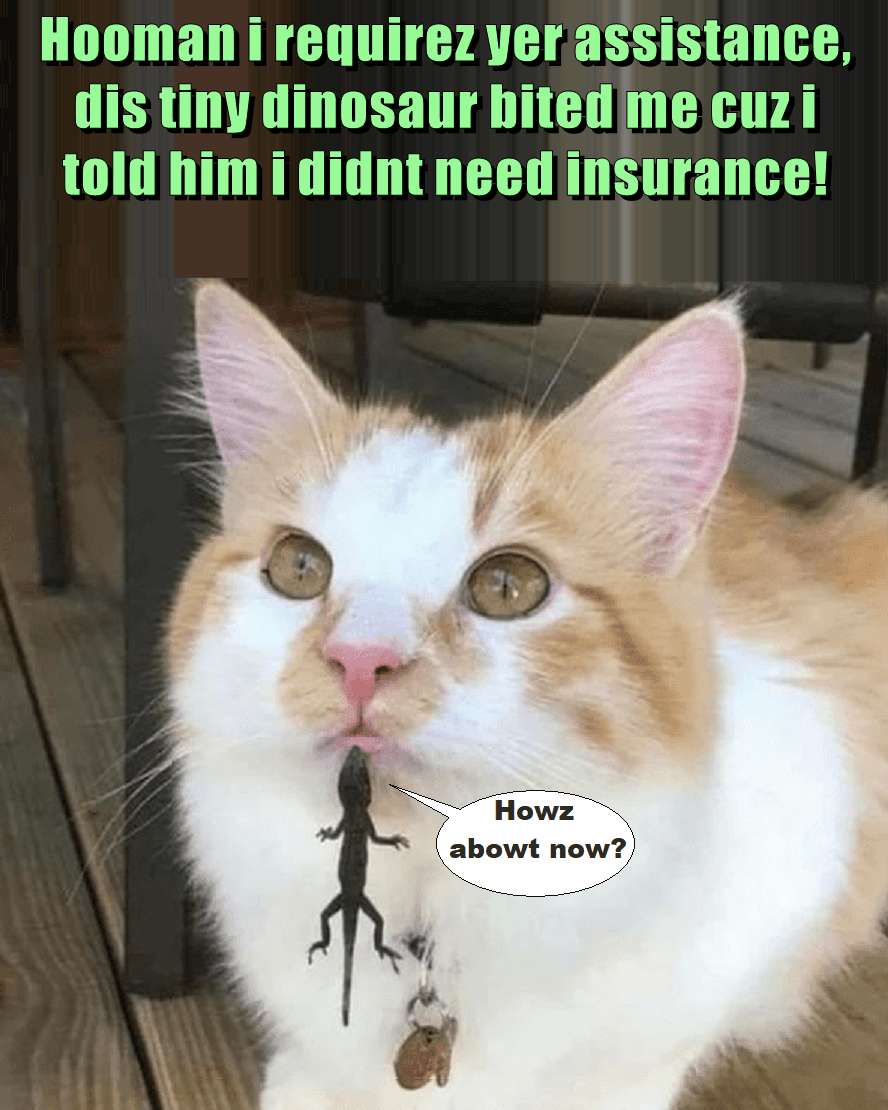 Hooman i requirez yer assistance, dis tiny dinosaur bited me cuz i told him i didnt need