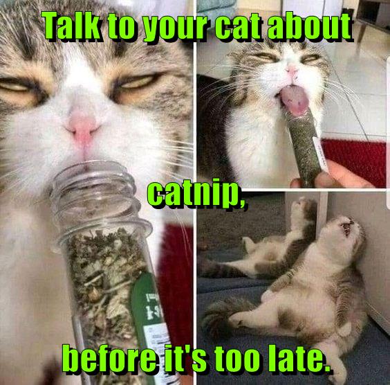 Before it's too late - Lolcats - lol | cat memes | funny cats | funny ...