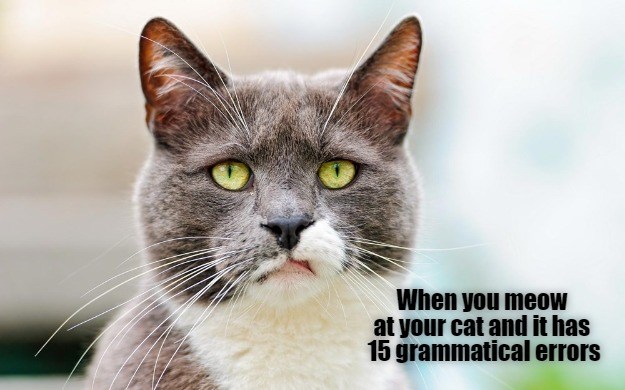 the-look-you-get-lolcats-lol-cat-memes-funny-cats-funny-cat