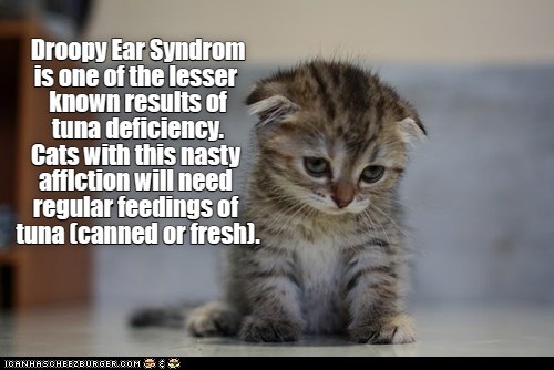 Droopy Ear Syndrom - Lolcats - Lol 