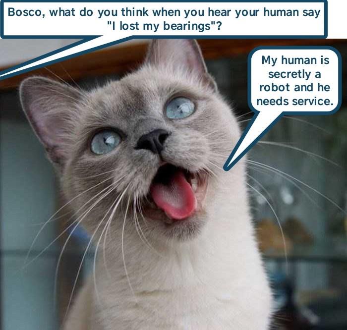 Beep Boop Lolcats Lol Cat Memes Funny Cats Funny Cat