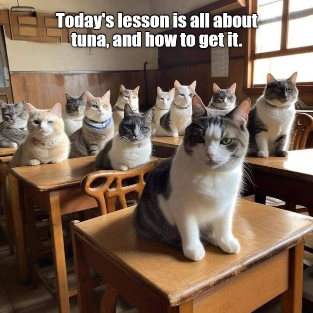 Thanks for coming to my TED Talk Lolcats lol cat memes funny cats funny cat pictures