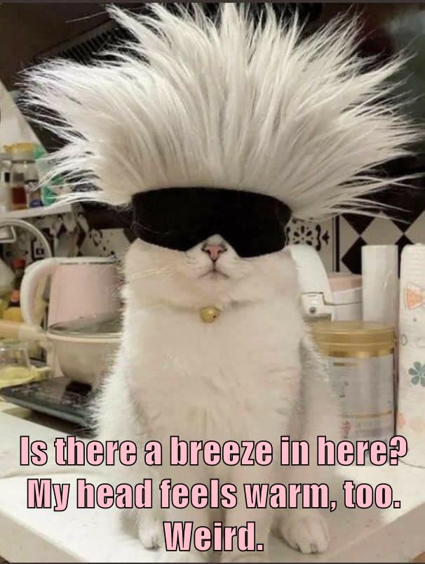 The humidity is crazy today Lolcats lol cat memes funny cats