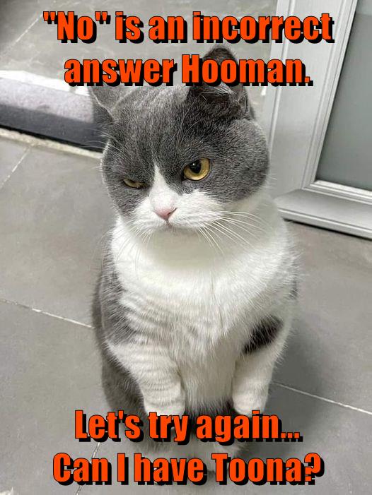 Kitty doesn't know the meaning of this word - Lolcats - lol | cat memes ...