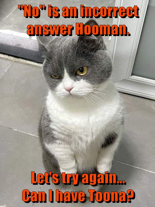 Kitty doesn't know the meaning of this word Lolcats lol cat memes