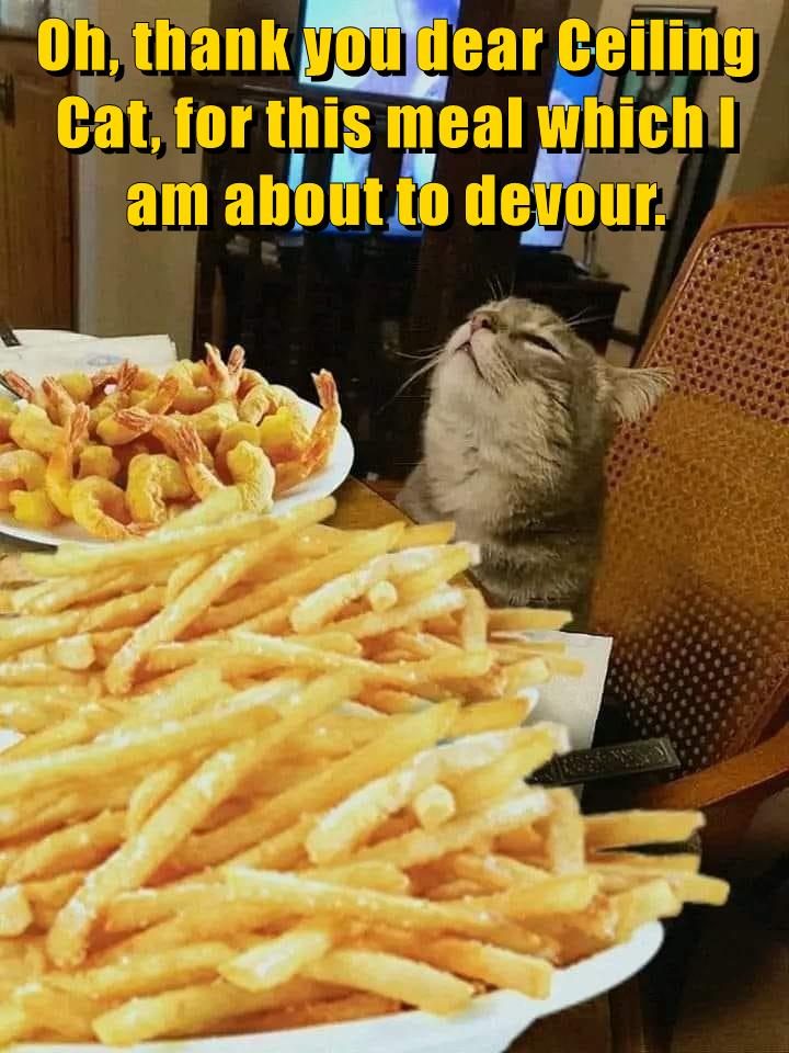 Amen Lolcats Lol Cat Memes Funny Cats Funny Cat Pictures With Words On Them Funny 
