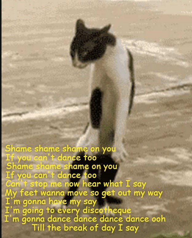 Shame shame shame - Lolcats - lol | cat memes | funny cats | funny cat ...