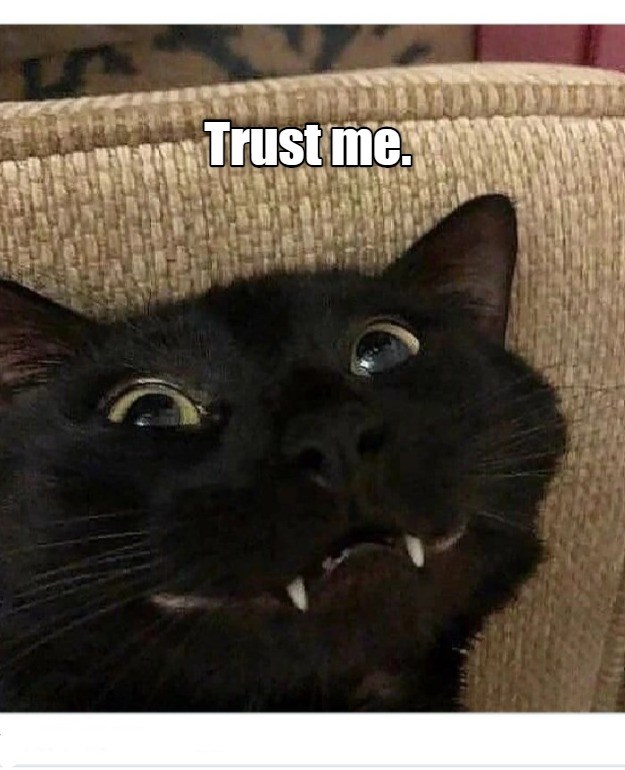 Definitely trustworthy Lolcats lol cat memes funny cats funny