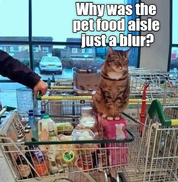 Aren't my groceries important? - Lolcats - lol | cat memes | funny cats ...