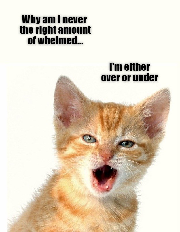 Never Just Whelmed - Lolcats - lol | cat memes | funny cats | funny cat ...