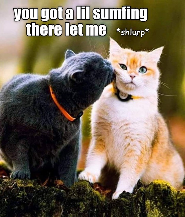 *shlurp* - Lolcats - lol | cat memes | funny cats | funny cat pictures ...