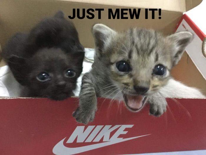 Nike 'Just Do It' Cat Memes That Will Make Your Caturday – Meowingtons