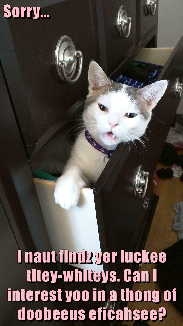 Guess today's a thong day - Lolcats - lol | cat memes | funny cats ...