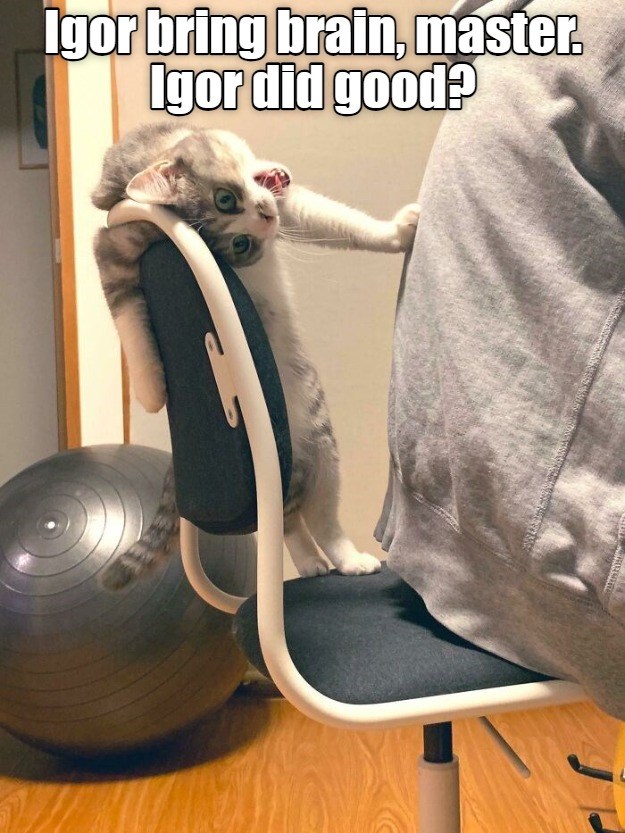 Some cats bring presents... Lolcats lol cat memes funny cats