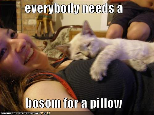 Everybody Needs A Bosom For A Pillow Cheezburger Funny Memes