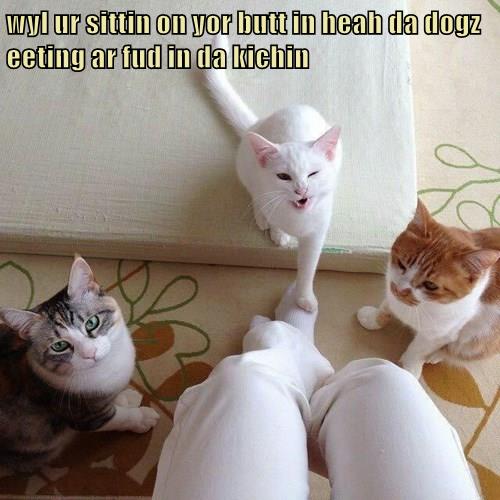 Yeah, the dog did it Lolcats lol cat memes funny cats funny