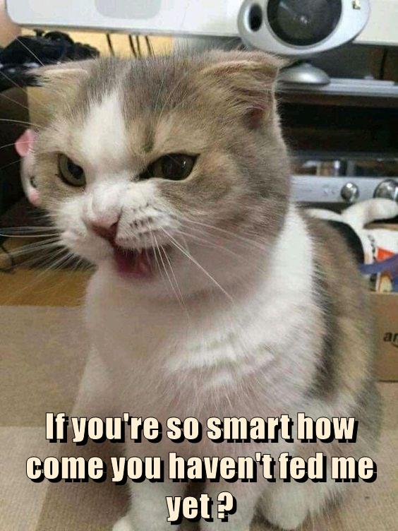 Where's your logic now, hooman? - Lolcats - lol | cat memes | funny ...