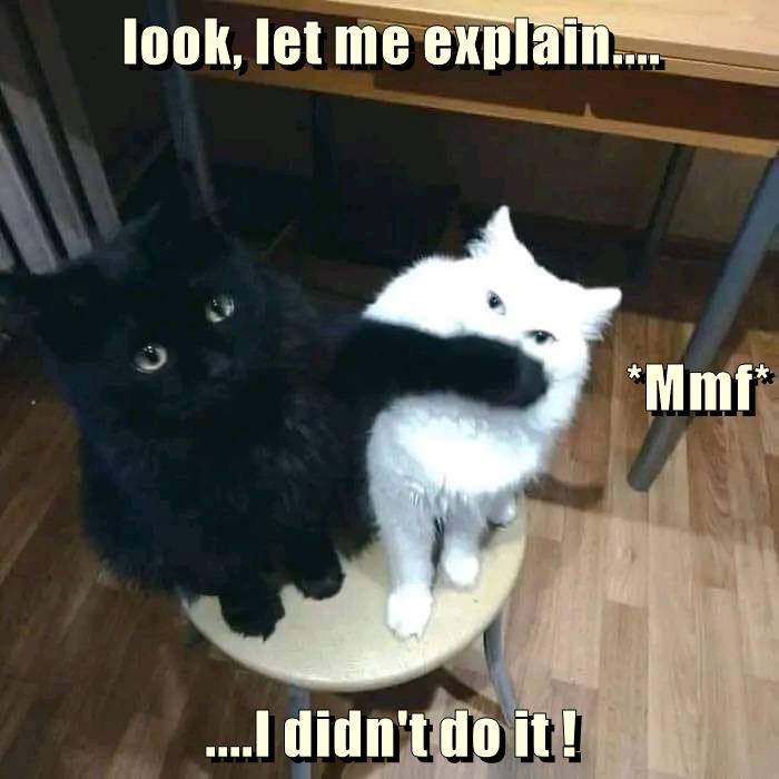 My client pleads the 5th - Lolcats - lol | cat memes | funny cats ...