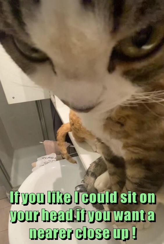 Don't have to ask me twice - Lolcats - lol | cat memes | funny cats ...