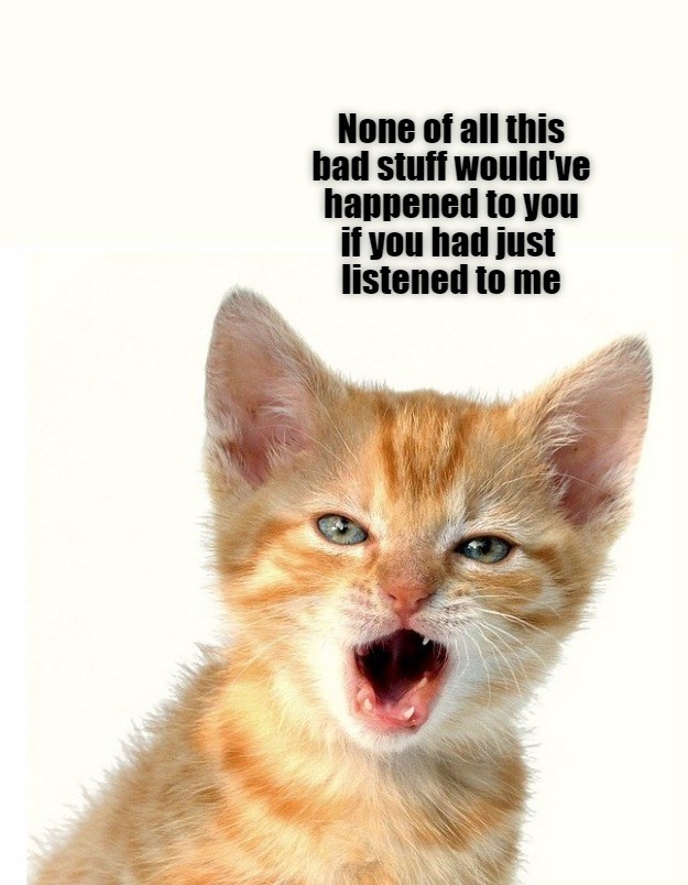 I told you so Lolcats lol cat memes funny cats funny cat