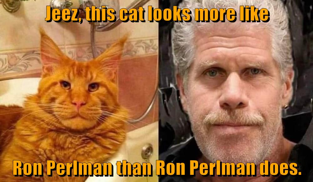 That's one finelooking cat Lolcats lol cat memes funny cats