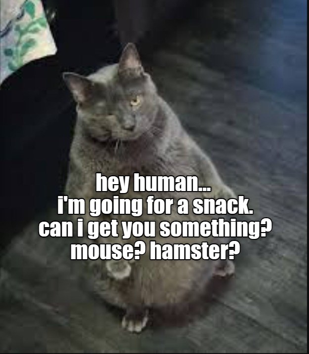 with or without dip? Lolcats lol cat memes funny cats funny