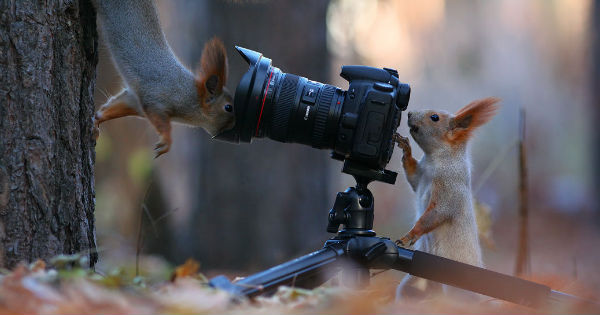 Russian Photographer Snaps Awesome Photos Of Squirrels I Can Has Cheezburger 