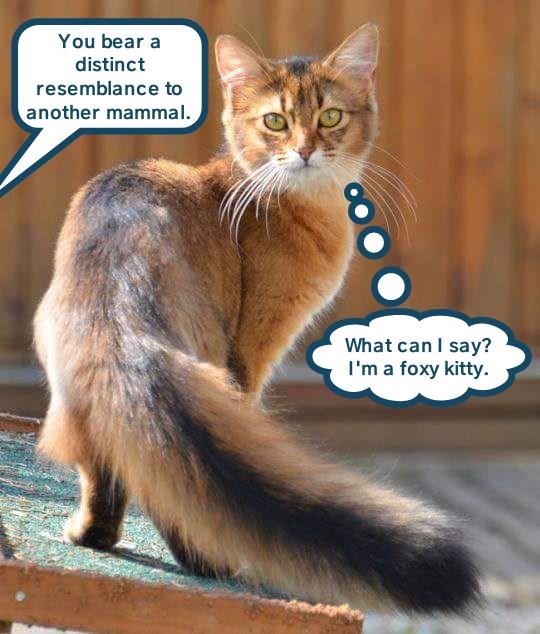 It's all in the tail - Lolcats - lol | cat memes | funny cats | funny ...