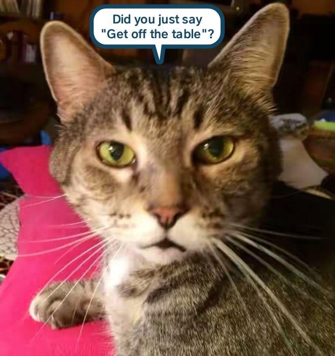 I'm in charge here Lolcats lol cat memes funny cats funny cat